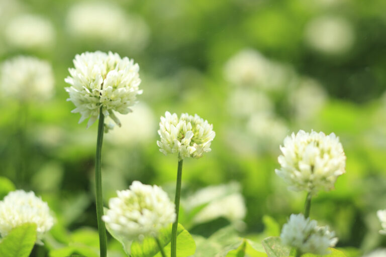 あん摩マッサージ指圧師について